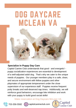 Dog Daycare McLean VA