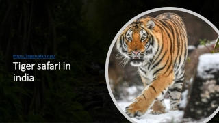 Tiger safari in Bandhavgarh