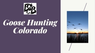 Goose Hunting Colorado