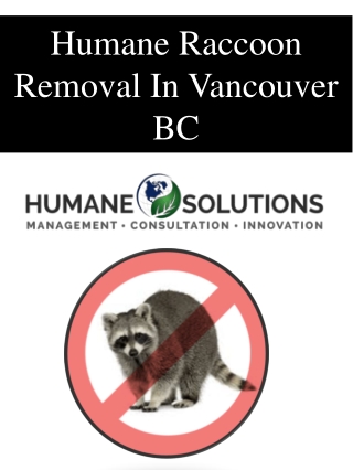 Humane Raccoon Removal In Vancouver BC