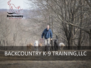 Why Should You Get Your Dog Professional Training?