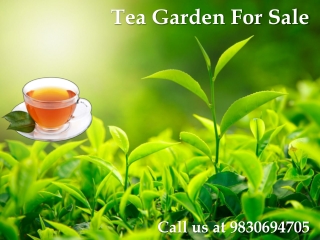 Tea Garden For Sale at North Bengal