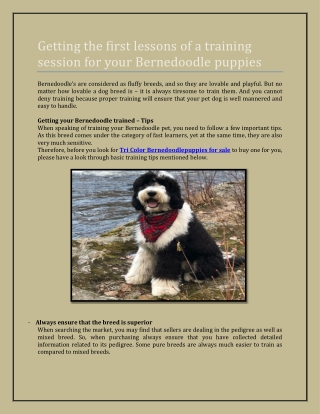 Getting the first lessons of a training session for your Bernedoodle puppies