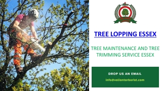 Tree Lopping | Tree Maintenance Service In Essex