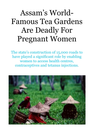 Assam’s World-Famous Tea Gardens Are Deadly for Pregnant Women