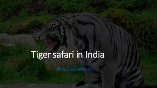 tiger safari in india