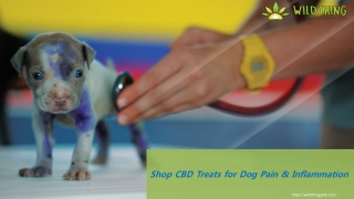 Shop CBD Treats for Dog Pain & Inflammation