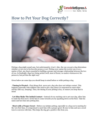 How to Pet Your Dog Correctly?