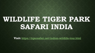 Wildlife Tiger Park Safari India