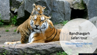 Bandhavgarh safari tour