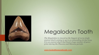 Megalodon Shark Tooth