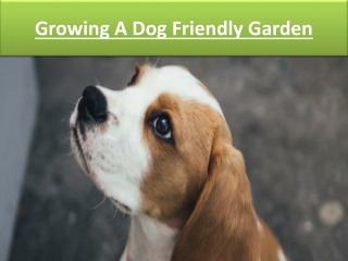 Growing A Dog Friendly Garden