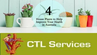 4 House Plants to Help Improve Your Health in Australia
