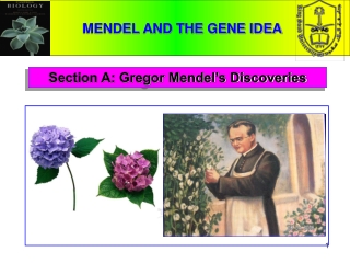 Section A: Gregor Mendel’s Discoveries