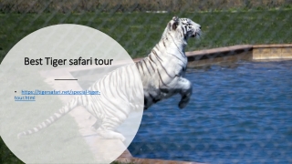 Best Tiger safari tour