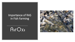 Importance of RAS in Fish Farming - AirOxi Tube