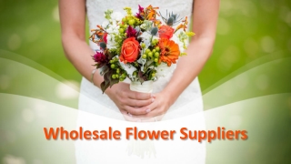 Wholesale Flower Suppliers