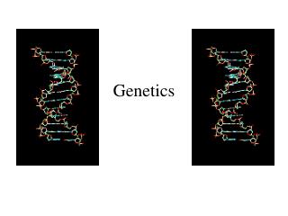 Genetics