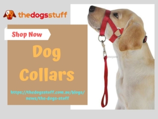 Dog Collars