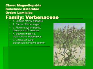 Class: Magnoliopsida Subclass: Asteridae Order: Lamiales Family: Verbenaceae