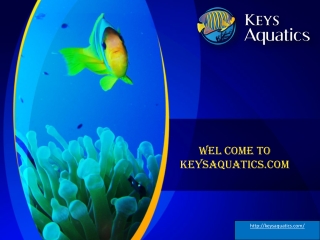 Key West’s Best Aquarium Design Team A Minute Away! Contact Now