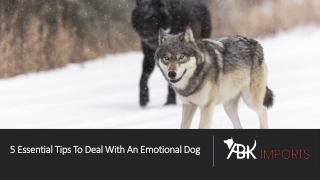 5 Essential Tips To Deal With An Emotional Dog
