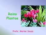 Reino Plantae