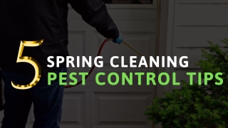 5 Pest Control Tips for Spring Time