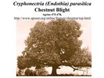 Cryphonectria Endothia parasitica Chestnut Blight Agrios 475-478, apsnet