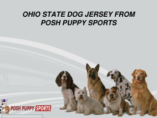 OHIO STATE DOG JERSEY FROM POSH PUPPY SPORTS