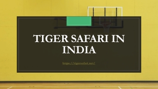 Tiger Safari in India