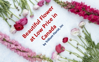 Beautiful Flower at Low Price in Canada by Trillium Florist, Inc
