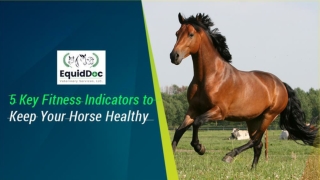 5 Key Fitness Indicators to Keep Your Horse Healthy