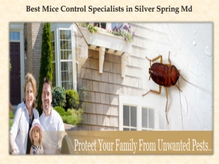 Best Mice Control Specialists in Silver Spring Md