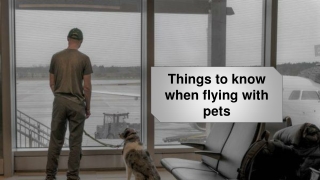 Things to know when flying with pets