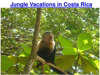 Jungle Vacations in Costa Rica