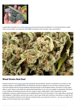 Your Beginner Guide To Weed Strains
