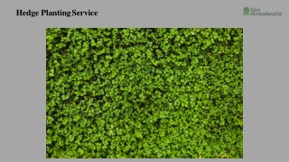 Hedge Planting Service
