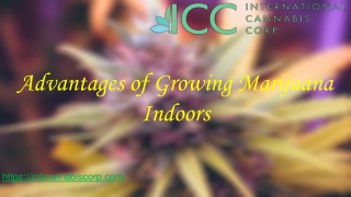 Advantages of Growing Marijuana Indoors