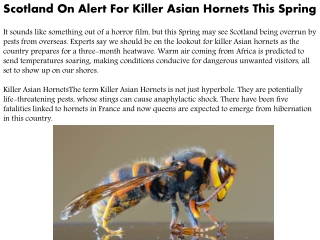 Scotland On Alert For Killer Asian Hornets This Spring