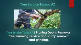 Tree Service Tucson AZ