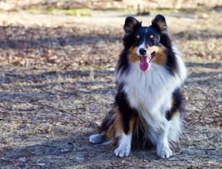 Border Collie