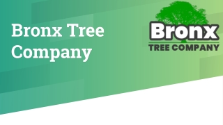 Best Tree Service Company in Bronx - Bronx Tree Company