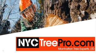 NYC Tree Pro