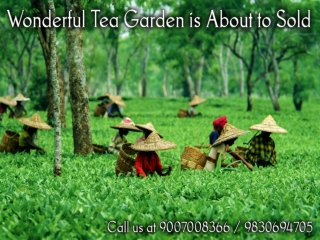 Wonderful Tea Garden is About to Sold