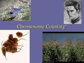 Chromosome Counting!