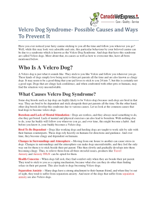 Velcro Dog Syndrome- Possible Causes and Ways To Prevent It