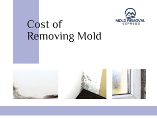 Cost of Removing Mold