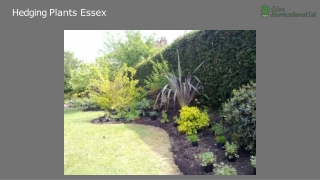 Hedging Plants Essex