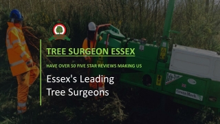 Professional tree surgeon in Essex